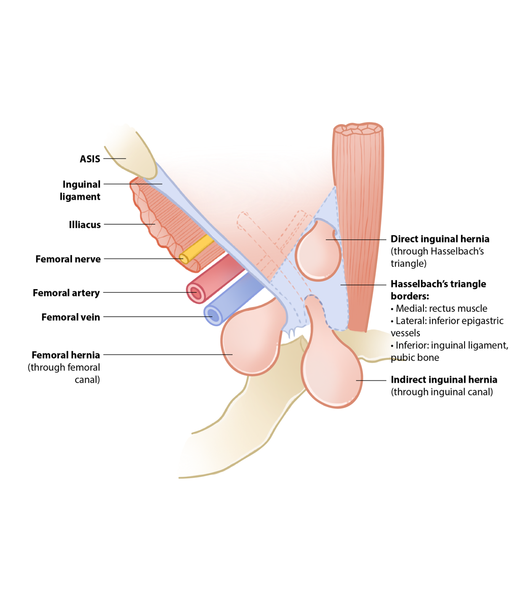 A diagram of the internal organs

AI-generated content may be incorrect.