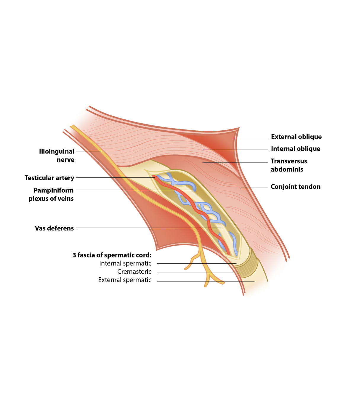 A diagram of the veins

AI-generated content may be incorrect.