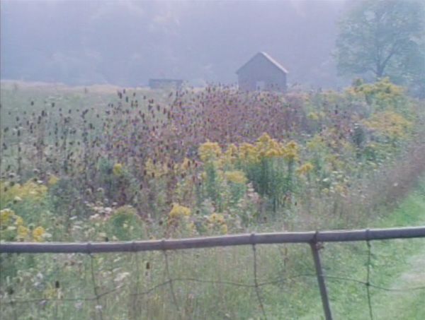Image of field with long reeds and wildflowers. A house is visible in the distance. In the foreground, there is a fence with loose wiring.