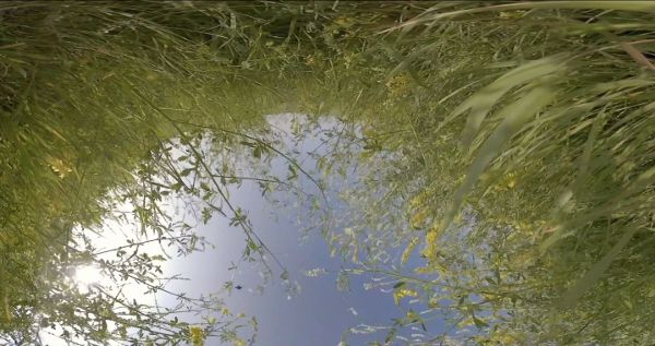 Upside-down image of long green grasses framing the blue sky in a tunnel-like shape.