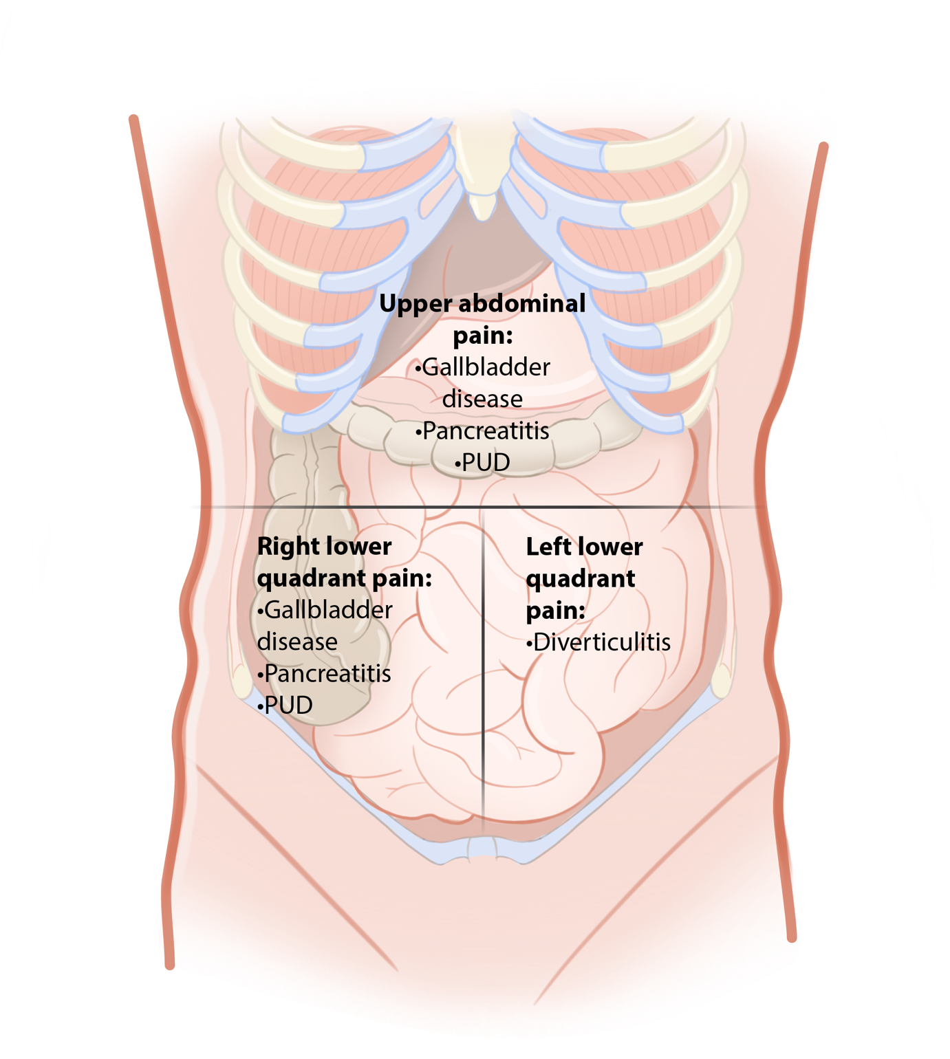 A diagram of the internal organs of a person

AI-generated content may be incorrect.