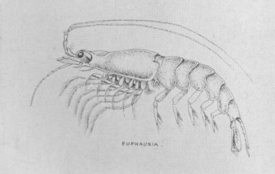 From The Sea⁠—E. A. Wilson