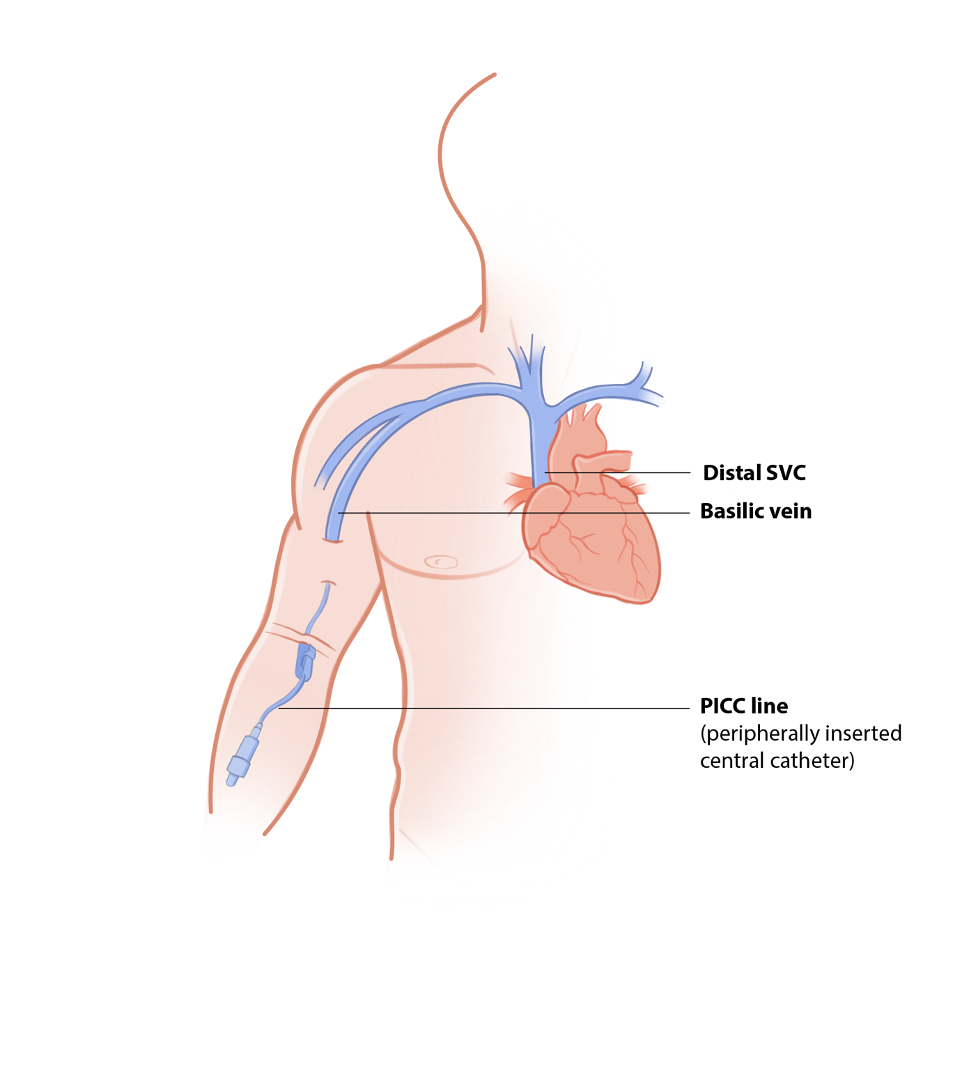 A diagram of a human body

AI-generated content may be incorrect.