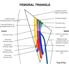 A diagram of the femoral triangle

AI-generated content may be incorrect.