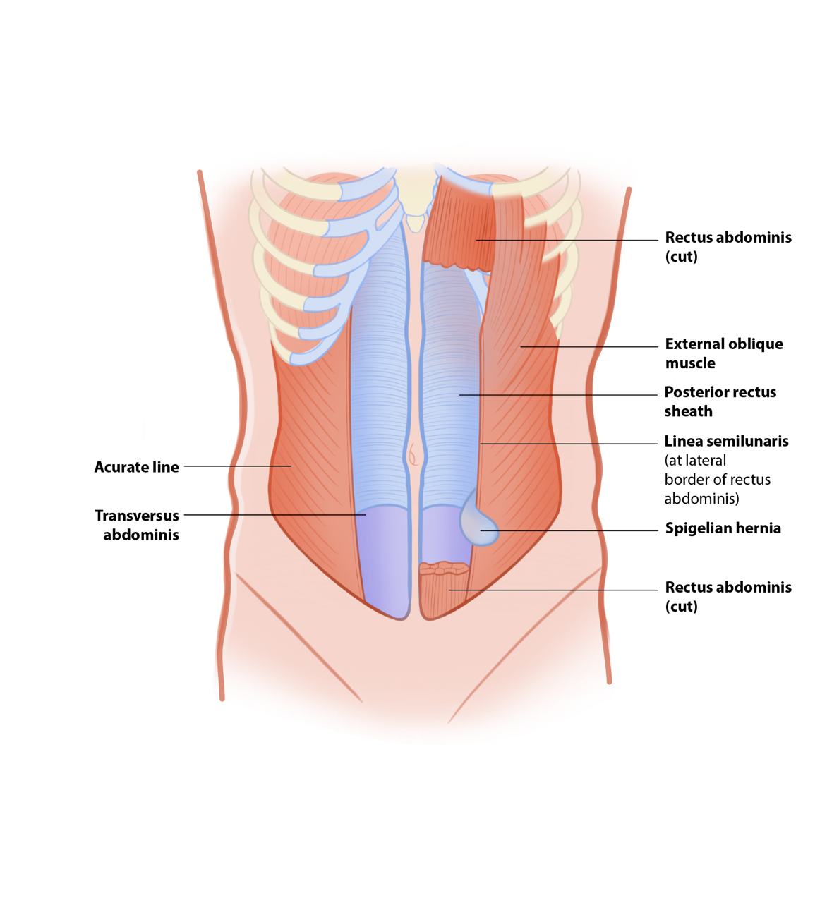 A diagram of the internal organs of the human body

AI-generated content may be incorrect.
