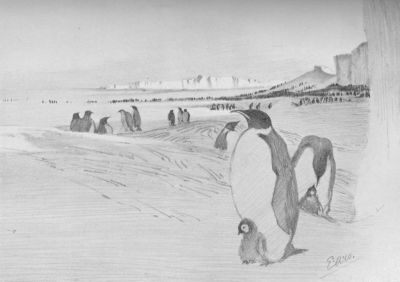 Emperors, Barrier, And Sea Ice⁠—E. A. Wilson